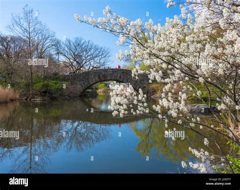 Spring in New York Central Park, Gapstow Bridge Stock Photo: 138923147 ...