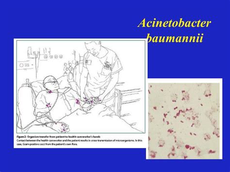 PPT - Acinetobacter baumannii PowerPoint Presentation, free download ...