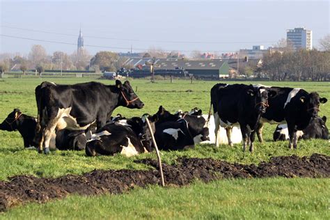 Koeien Van Midden Delfland In Beeld