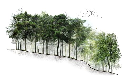 Woodland Carpet for Ecologically-rich Landscapes