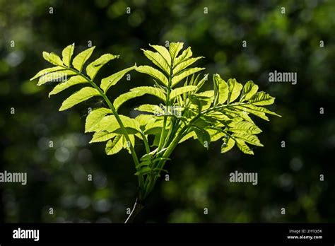 common ash tree fraxinus excelsior stock photo alamy