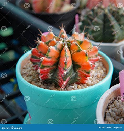 Cactus Called Gymnocalycium Mihanovichii Variegata Stock Photo Image