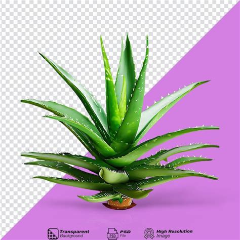 Premium Psd Aloe Vera Isolated On Transparent Background