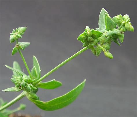 Spreading Atriplex Weed Identification Guide For Ontario Crops