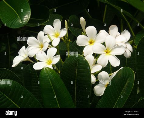 Plumeria Alba White Frangipani White Plumeria Stock Photo Alamy