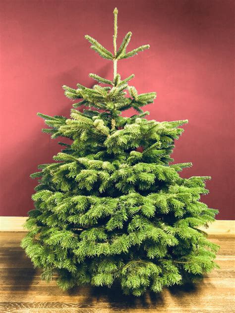 The Ultimate Guide To Buying Nordman Fir Christmas Trees Online Made By Munchies Mama