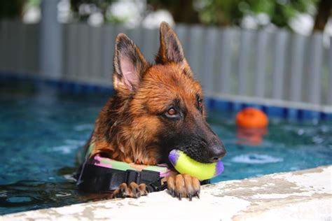 Pastor Alemão 10 Atividades Recomendadas Para Cachorros Da Raça