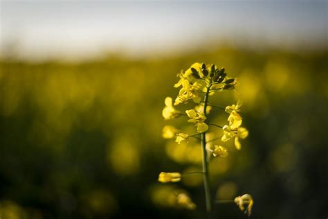 Canola Oil Benefits Side Effects Risk Factor And How To Use