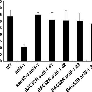 Phenotype Of Wild Type Acl5 1 Acl5 1 Sac52 D And Sac52 D Plants