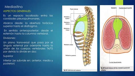 Mediastino Udocz