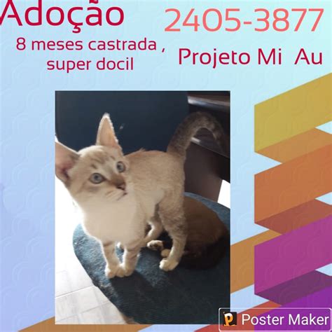 Adote Um Gatinho Ong Projeto Miau