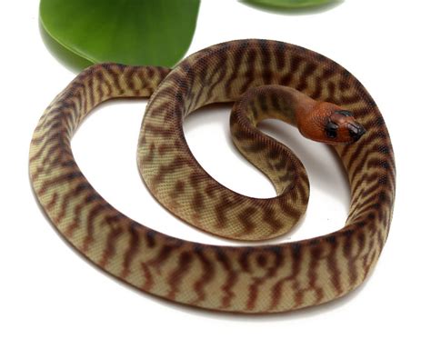 Woma Python (Female) - Dynasty Reptiles