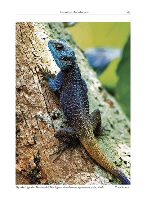 A Field Guide To The Reptiles And Amphibians Of Kenya Veldshop Nl