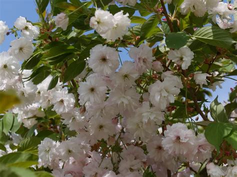 Bloesembomen Blikvangers In De Tuin Van Den Berk Boomkwekerijen