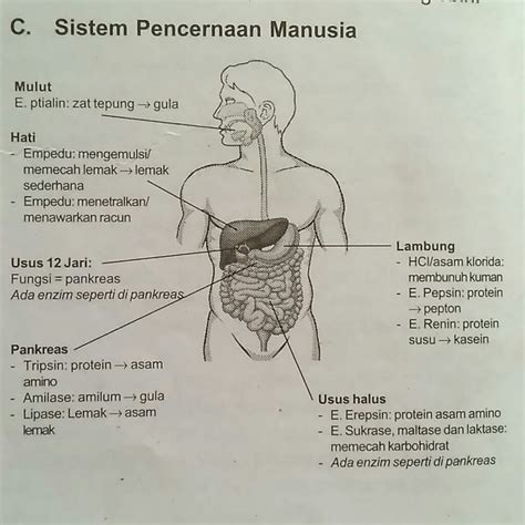 Detail Gambar Organ Pencernaan Manusia Dan Fungsinya Koleksi Nomer 38