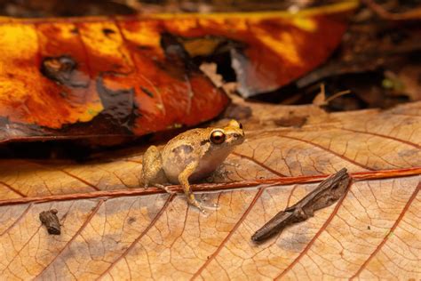 Creaking Nursery Frog Cophixalus Infacetus Wooroonooran Flickr