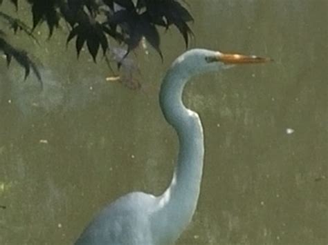 Heron In China Smithsonian Photo Contest Smithsonian Magazine