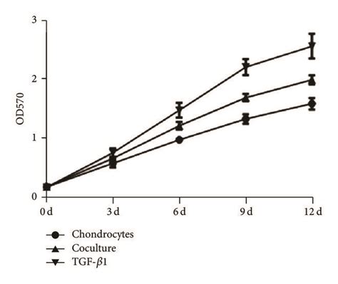 Proliferation Of Chondrocytes Cultured With Three Different Conditions Download Scientific