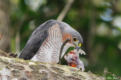 Sharp-shinned hawk - song / call / voice / sound.