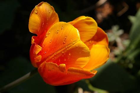 Imagen gratis verano flora hierba jardín naturaleza hoja flor