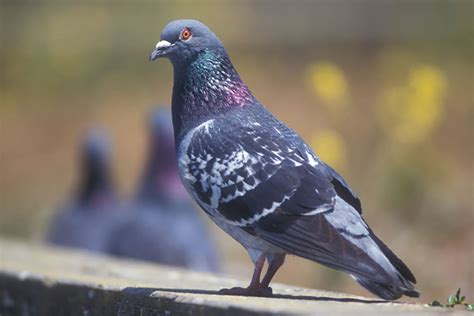 What Is A Female Pigeon Called? - NE Pigeon Supplies