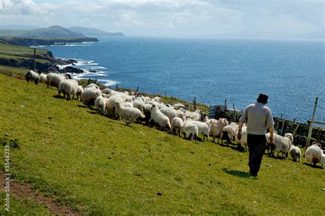 Irish Sheep Stock Photo Adobe Stock