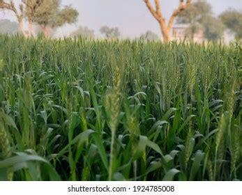 Kair Capparis Decidua Flower On Tree Stock Photo 2002910366 | Shutterstock