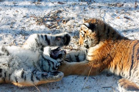 Tiger Cubs playing 2 by skalin on DeviantArt