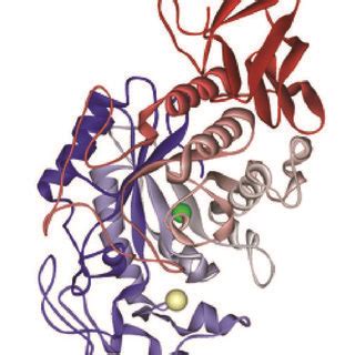 Three Dimensional Structures Of Amylases A Amylase Rcsb Pdb