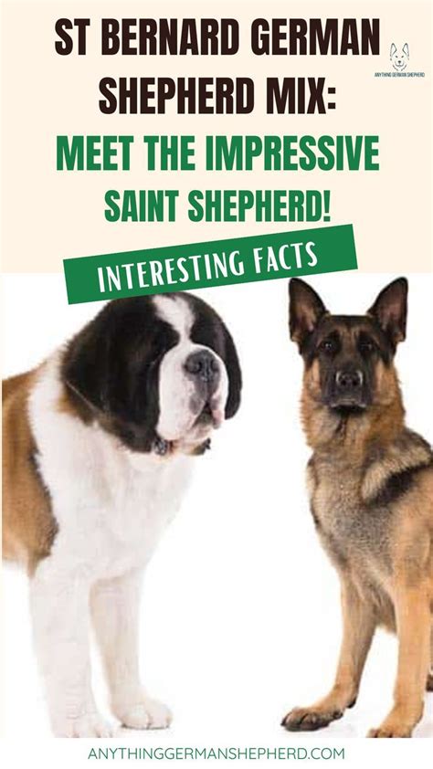 St Bernard German Shepherd Mix: The Saint Shepherd