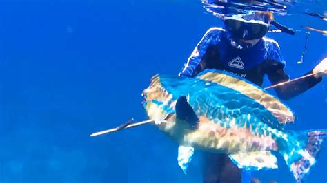 Spearfishing The Great Barrier Reef 3 Youtube