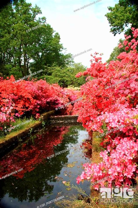 perspective view with various rhododendron colors, Stock Photo, Picture And Low Budget Royalty ...