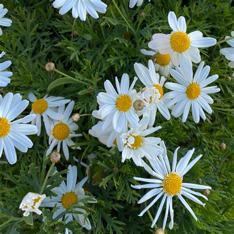 Argyranthemum Frutescens Pure White Butterfly Marguerite Daisy Pure