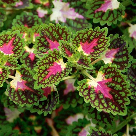 Coleus Strawberry Drop White Flower Farm