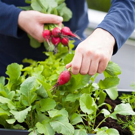 A Dozen Vegetables You Can Grow In Pots Taste Of Home