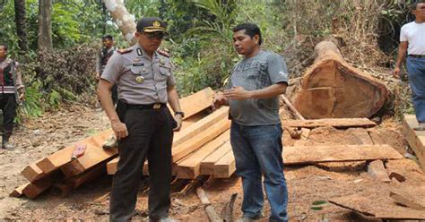 Penebangan Pohon Di Hutan Adat Papua Marak Okezone News