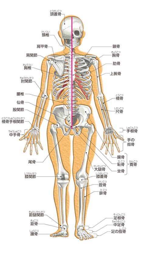 骨格系と筋肉│からだのしくみを調べる 医療総合qlife