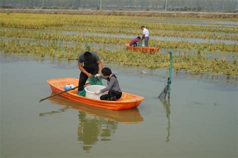 安徽五河沱湖乡：“稻虾共作”走上生态致富路凤凰网安徽凤凰网