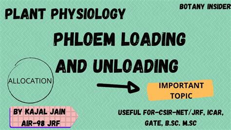 Plant Physiology Phloem Loading And Unloading Mechanism Allocation Of