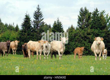 Cow Grazing On The Lush Green Alpine Meadows With Scenic Alpine Lake