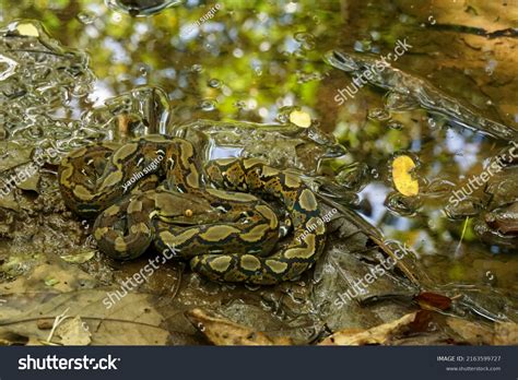 Reticulated Python Malayopython Reticulatus Python Species Stock Photo