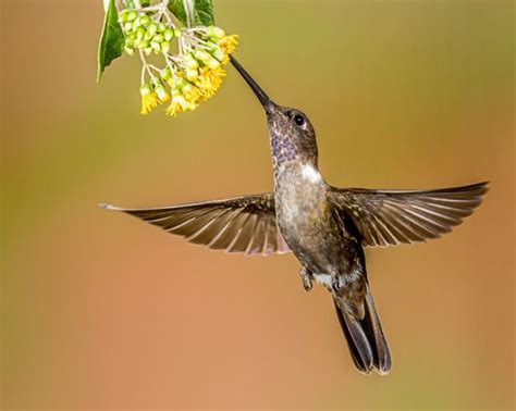 Free Images Nature Branch Wing Beak Hummingbird Feather Fauna