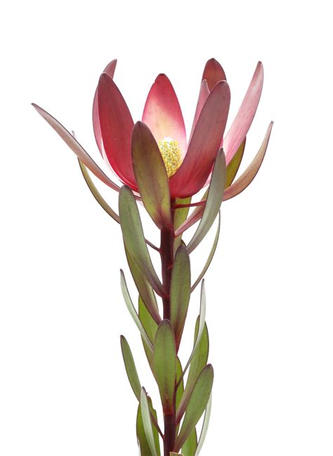 Leucadendron Safari Sunset Dark Red - Odilia Flowers