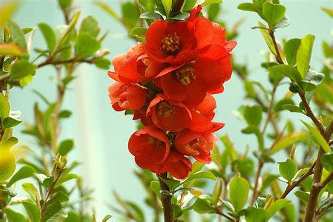 Flowers Quince Red Nature - Free photo on Pixabay - Pixabay