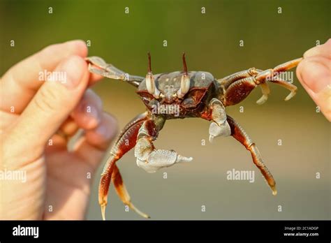 Small Crab Held In Human Hand Stock Photo Alamy