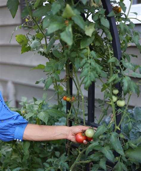 Pruning Tomatoes 101 Should You Prune Tomato Suckers Gardenary