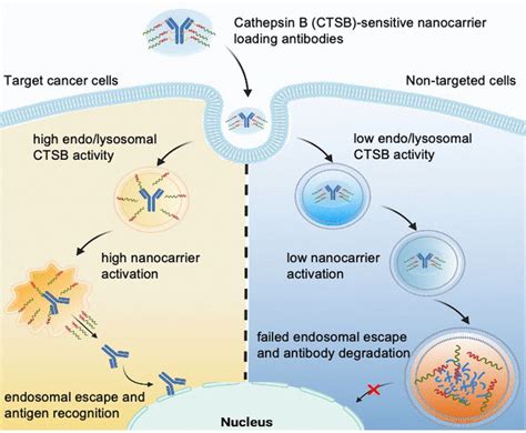 Nanocarrier With Escape Reflex