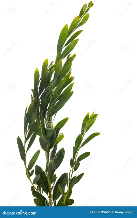 Acacia Melanoxylon stock image. Image of acacieae, bloom - 233695695