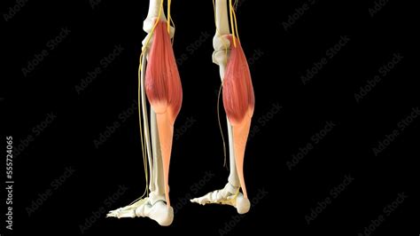 Gastrocnemius Muscle anatomy for medical concept 3D rendering Stock ...