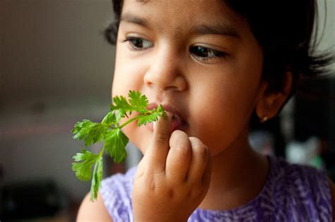 ¿por Qué A Algunas Personas El Cilantro Les Sabe A Jabón Einsteresante